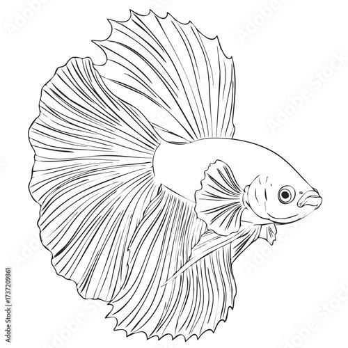 Elegant Black Betta Fish Line Art Illustration