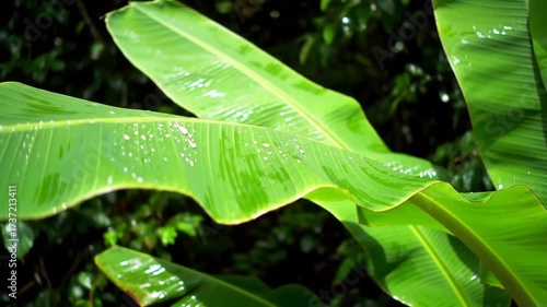 Lush Green Banana Leaves Glistening with Raindrops.