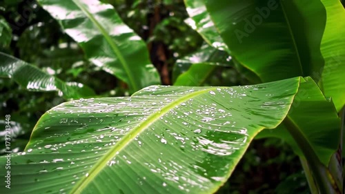 Lush Banana Leaf CloseUp A Tropical Plants Beauty in Detail.