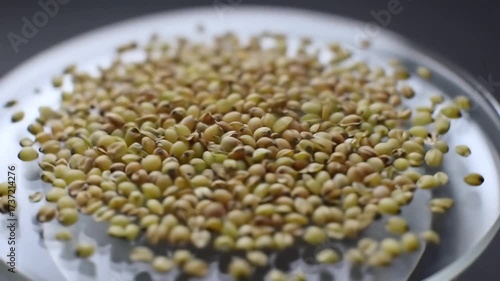 Macro Close Up View of Coriander Seeds Rotating.
