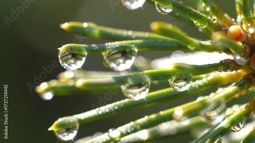 Macro shot of pine needles with glistening water droplets after rain.