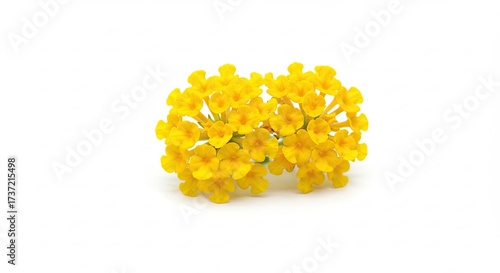 Fototapeta Naklejka Na Ścianę i Meble -  Small Yellow Flowers Bunch Isolated on White Background.