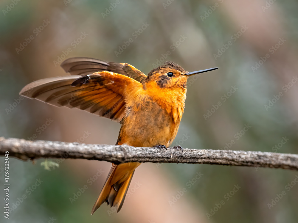Fototapeta premium Shining Sunbeam Hummingbird Spreading Wings on a Branch