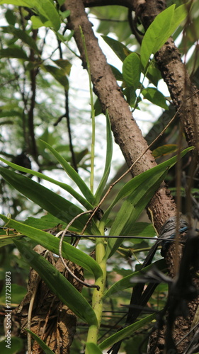 Fotografie dendrobium orchid tree knop soon to be flower orchid stickking to the tree natur