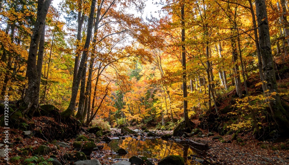 Obraz premium Fall trees scene