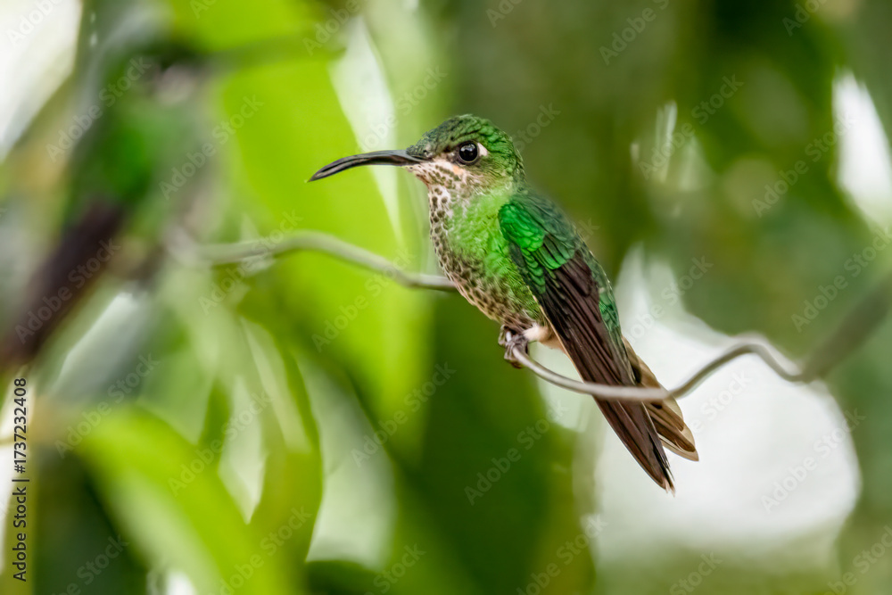 Fototapeta premium Green-crowned Brilliant Hummingbird Perched in Cloud Forest Habitat