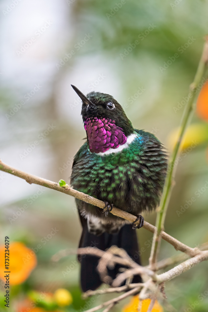 Fototapeta premium Gorgeted Sunangel hummingbird with vibrant purple gorget perched on a branch