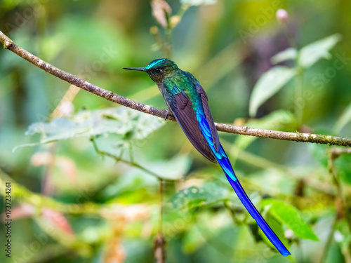 Fotografía Violet-tailed Sylph (Aglaiocercus coelestis) perched gracefully on a moss-covere