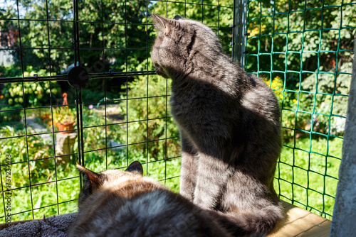 A gray cat looks out through the fence of a cat balcony at the surrounding yard