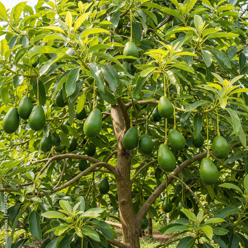 Image of an avocado tree with green fruit