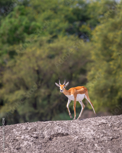 Photos wild male blackbuck or antilope cervicapra or indian antelope fawn or baby at Bl
