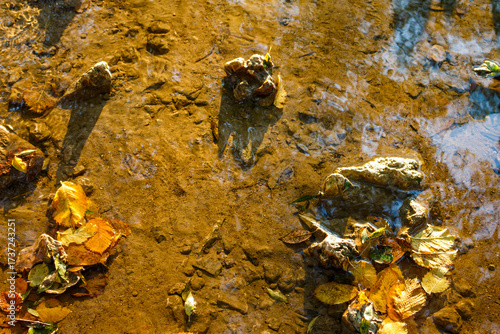 Shallow water with rocks and fallen leaves, view of a calm stream from above