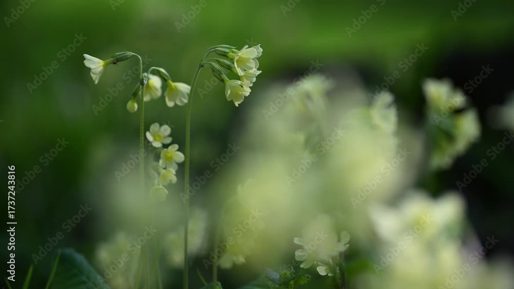 Hohe Schlüsselblume, (Primula elatior), Auwald, Frühling, Naturschutzgebiet Bulau, Erlensee, Hanau, Hessen, Deutschland, Europa