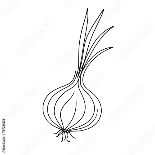 onion vector illustration