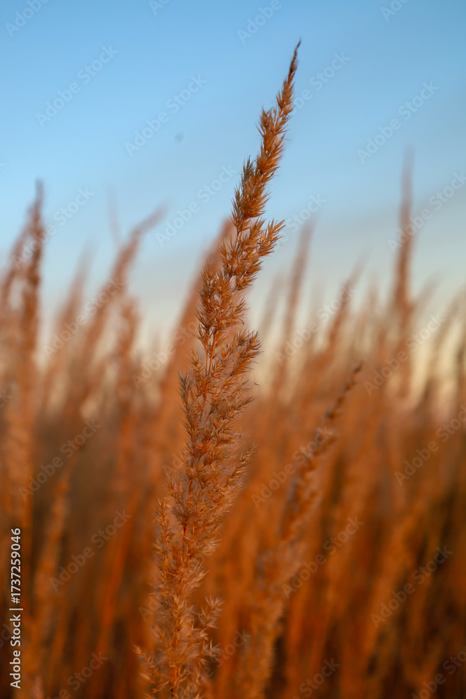 Obraz premium A close-up shot features a single seed head of dry grass, illuminated by the warm, golden light of sunset against a soft blue sky. The vertical composition emphasizes the texture and beauty of the aut