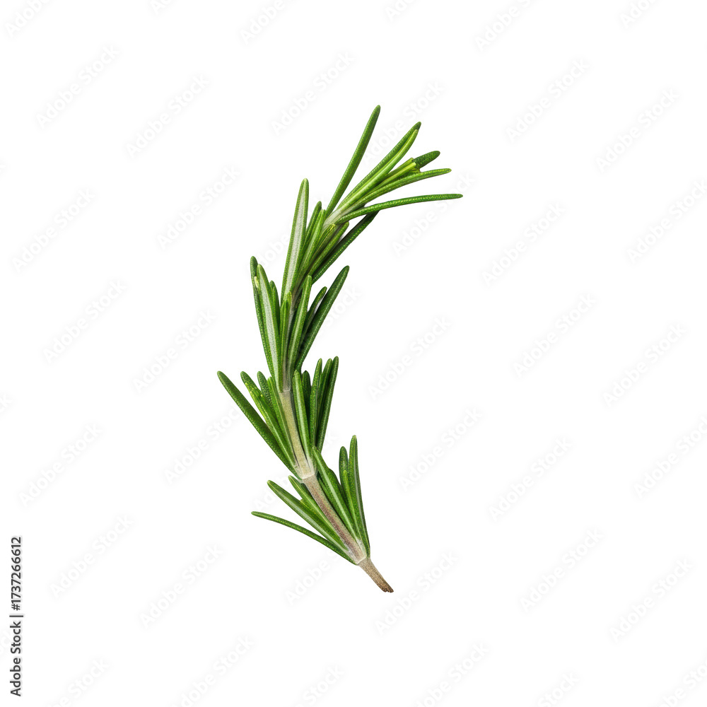 Fototapeta premium A fresh, vibrant deep green rosemary sprig with delicate needles, and crystalline coarse sea salt flakes, on a pristine transparent background, high-key studio, top-down macro, concept of culinary