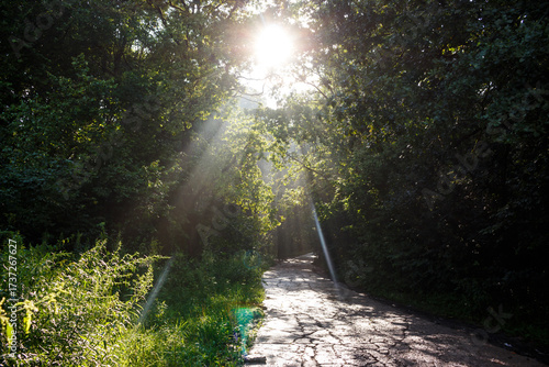An old road running under a dense canopy of trees, with sunlight filtering through.