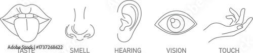 Five Human Senses, Taste Smell Hearing Vision Touch, Minimal Outline on White Background