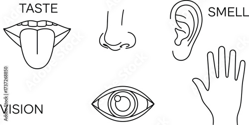 Five Senses Line Art Tongue, Nose, Ear, Eye and Hand on White Background