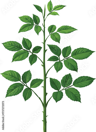 Rose stem illustration with green leaves and thorns