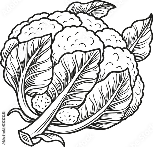Hand drawn cauliflower isolated on white background, a nutritious and versatile vegetable, perfect for healthy eating and culinary creations
