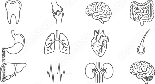Line Art Set of Human Organs, Tooth, Joint, Brain, Intestine, Liver and Heart Outlines