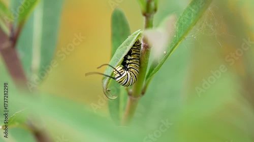 a fly crawls up the stalk of a tropical milkweed to find a monarch caterpillar twitching and jerking 