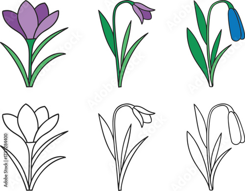 Set of stylized crocus and snowdrop flowers, colored and outline versions vector Illustration