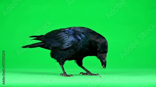 A busy crow pecking at an unseen object on the ground, isolated on a green screen avian, effect, digital asset