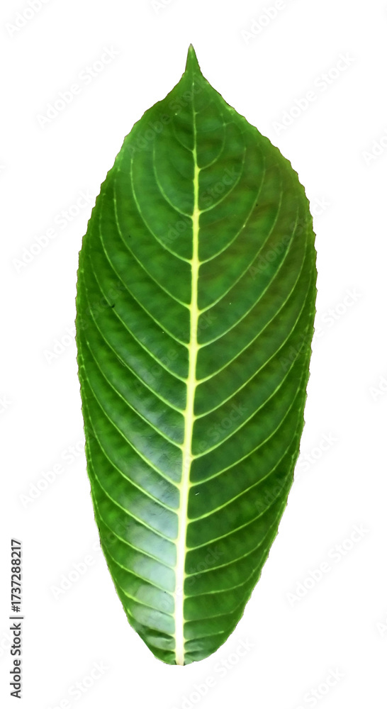 Fototapeta premium High quality image of a single leaf, with clearly visible veins, isolated on a transparent background. Suitable for ecological designs, botanical illustrations, nature decor and environmental projects