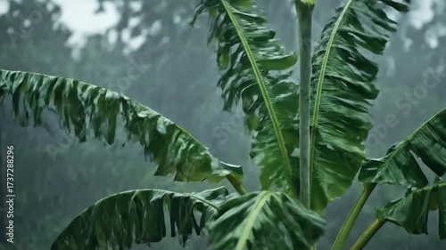 Banana Leaves Swaying in Heavy Rain, Tropical Storm.