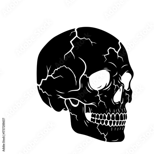 Human Skull Profile Illustration