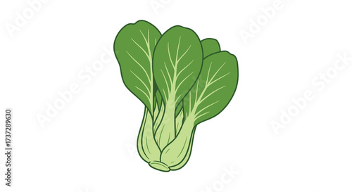 Illustration of fresh green bok choy leaves a healthy vegetable source