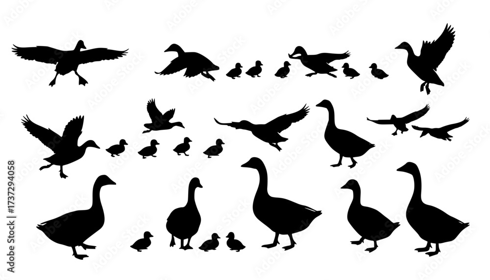Obraz premium Silhouette ducks and geese with ducklings, bird vector set, flying and standing poses, nature illustration, waterfowl family clipart, animal wildlife design, farm birds collection