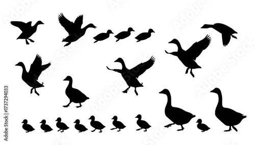 Silhouette ducks and geese with ducklings, bird vector set, flying and standing poses, nature illustration, waterfowl family clipart, animal wildlife design, farm birds collection