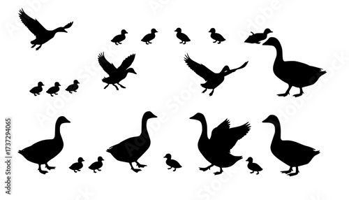 Silhouette ducks and geese with ducklings, bird vector set, flying and standing poses, nature illustration, waterfowl family clipart, animal wildlife design, farm birds collection