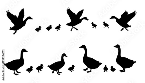Silhouette ducks and geese with ducklings, bird vector set, flying and standing poses, nature illustration, waterfowl family clipart, animal wildlife design, farm birds collection