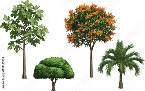 Fig tree with broad leaves, orange flowering tree, small bushy shrub, tropical palm tree with fronds, botanical vegetation landscape illustration