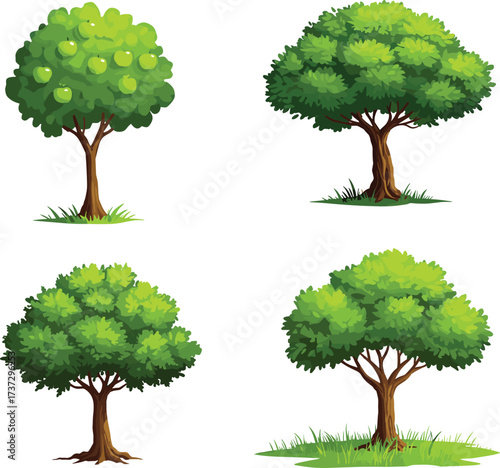 Green apple fruit tree, dense foliage tree, symmetrical leafy tree, open canopy tree, botanical vegetation illustration for nature, garden, landscape design