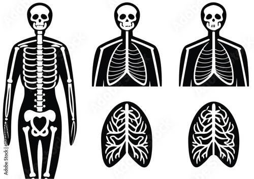 Stylized human skeleton and lungs anatomy illustration