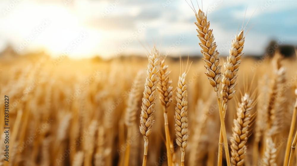 Fototapeta premium Golden wheat field glowing under sunlight, showcasing nature beauty and harvest