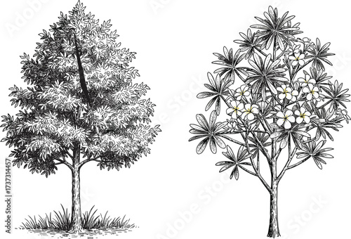 Vintage vector illustration of detailed leafy tree and flowering frangipani tree with white blossoms, isolated on white background for design.