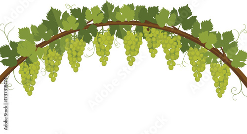 A decorative illustration of green grapes hanging from a vine with a white background.
