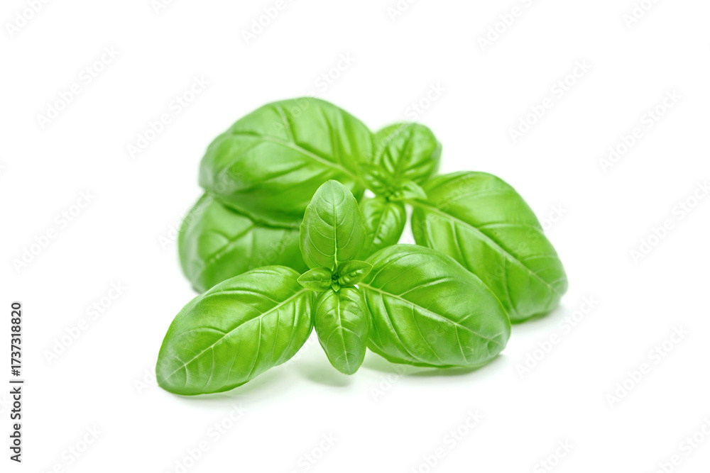 Fototapeta premium Green basil leaves isolated on white background
