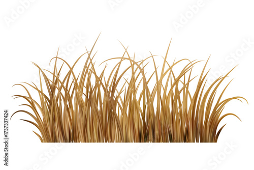 Dry brown grass. Yellow dead field plants on meadow. Prairie scene isolated on white background. Autumn realistic farm vegetation.
