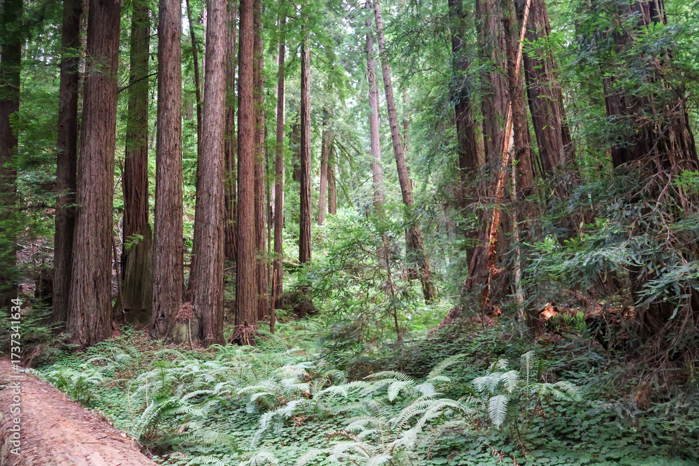 Obraz premium path in the forest