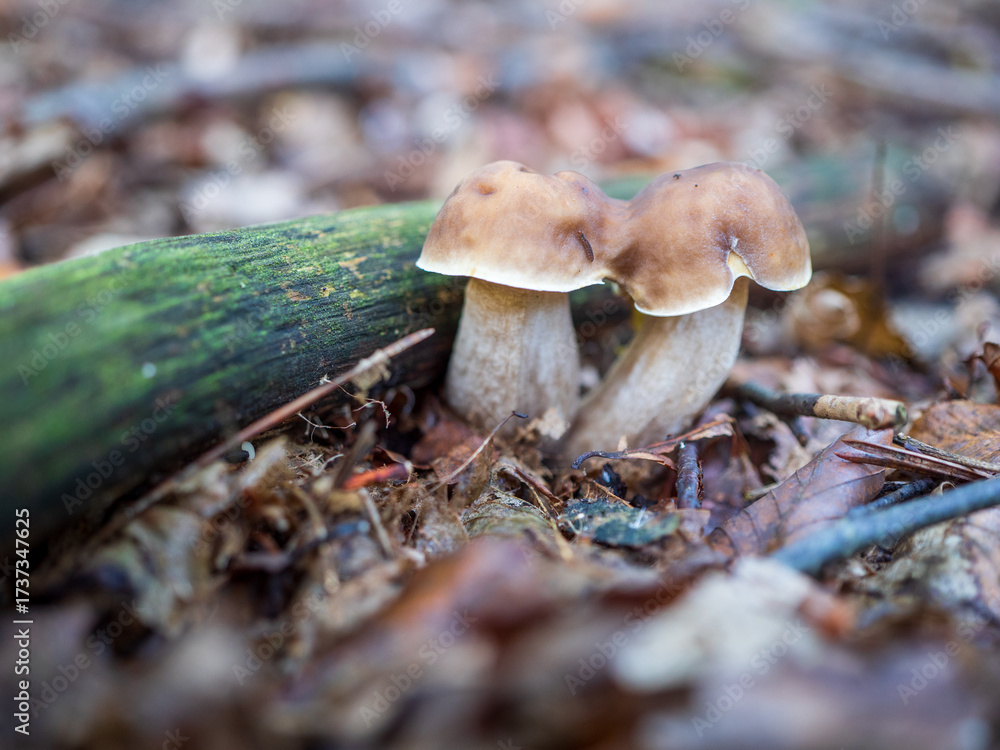 Fototapeta premium Two edible mushrooms Leccinum scabrum, kozák brezový, growing together by a mossy log on forest floor, close-up of boletus fungi in woodland habitat.