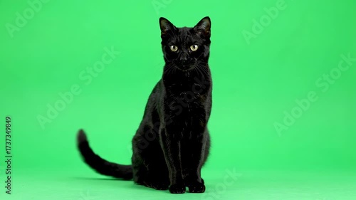A graceful black cat swishing its tail slowly from side to side on a green screen rhythmic, domestic, transparent