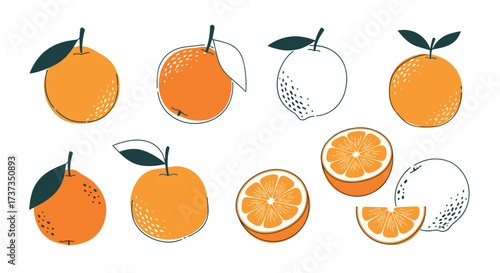 A collection of juicy citrus fruits and their refreshing slices represented with dotted and solid outlines.
