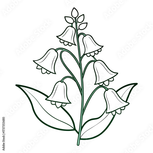 bells of ireland flower line art on white background